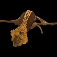 Crested Gecko - Adult - High Expression Yellow – Image 1
