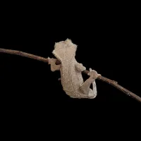 Crested Gecko - Adult - Tiger Back Porthole Red – Image 1