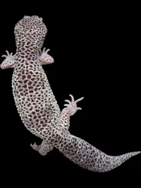 Leopard Gecko - Adult - Normal – Image 3