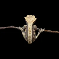 Crested Gecko - Adult Female - High Contrast Tri Color- RTB – Image 2