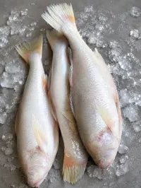BEURRE BLANC – Image 2