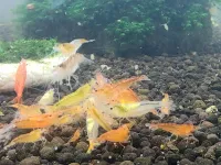 Hanzo Munchies Shrimp Food 50g - Daily food for your colony – Image 3