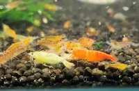 Hanzo Premium Shrimp Food 50gr - High-protein shrimp food – Image 3