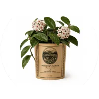 CarnivorOso Porcelain Flower (hoya carnosa) Plant – Image 2