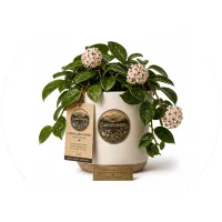 CarnivorOso Porcelain Flower (hoya carnosa) Plant – Image 1