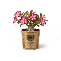 CarnivorOso Desert Rose (adenium obesum) Plant – Image 2
