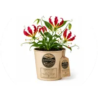 CarnivorOso Gloriosa Lily (gloriosa superba) – Image 2