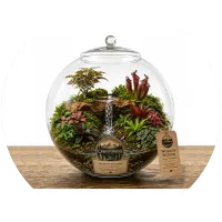 CarnivorOso Rarevoyant Terrarium  – Image 1