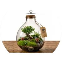 CarnivorOso Bonsai Terrarium – Image 1