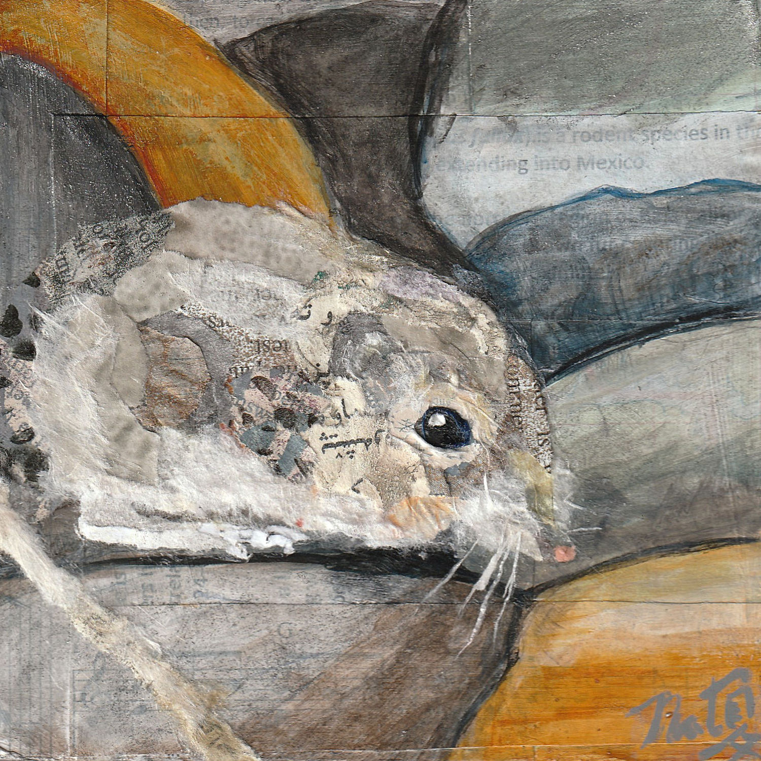 Wild Neighbors: San Diego Pocket Mouse – Image 1
