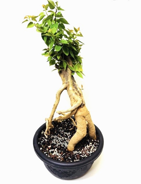 Bonsai Bougainvillea – Image 2