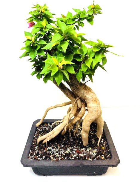 Bonsai Bougainvillea – Image 1