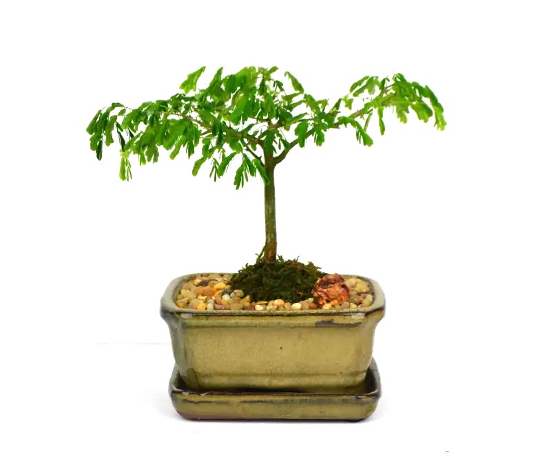 Bonsai Brazilian Rainforest Tree – 5" Bonsai