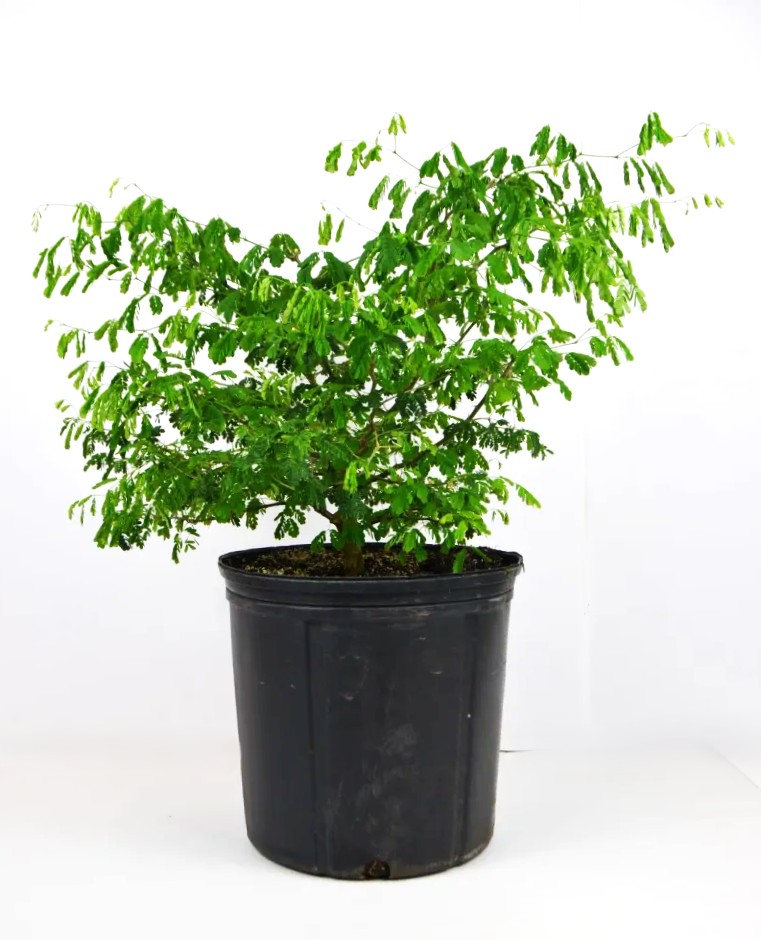 Bonsai Brazilian Rainforest Tree – Image 5