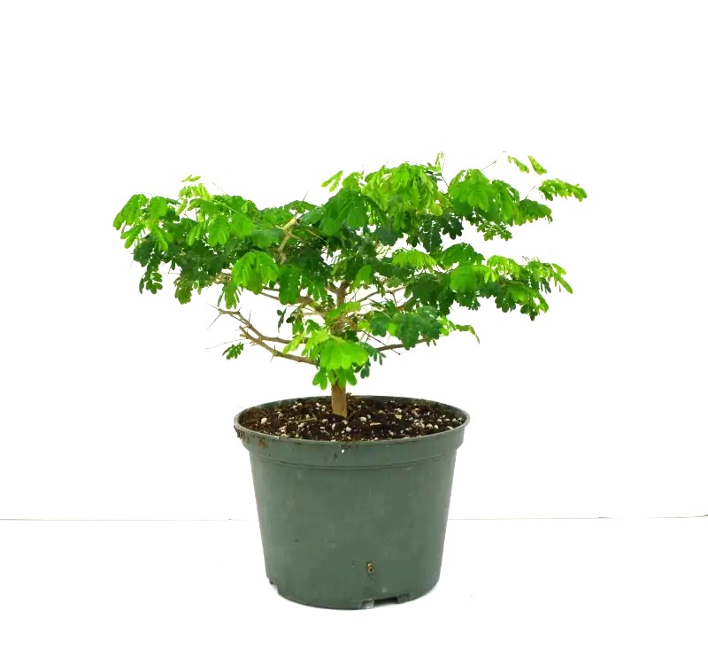 Bonsai Brazilian Rainforest Tree – 6" Grower Pot