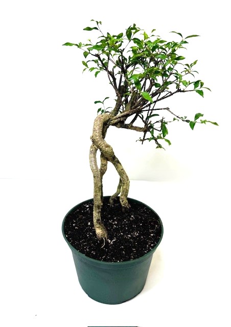 Bonsai Barbados Cherry – Image 3