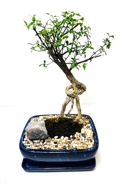 Bonsai Barbados Cherry – 8" Bonsai