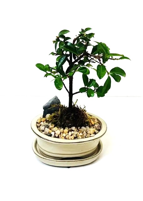Bonsai Barbados Cherry – Image 4