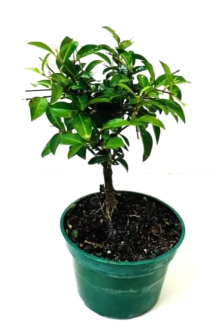 Bonsai Barbados Cherry – 4" Grower Pot