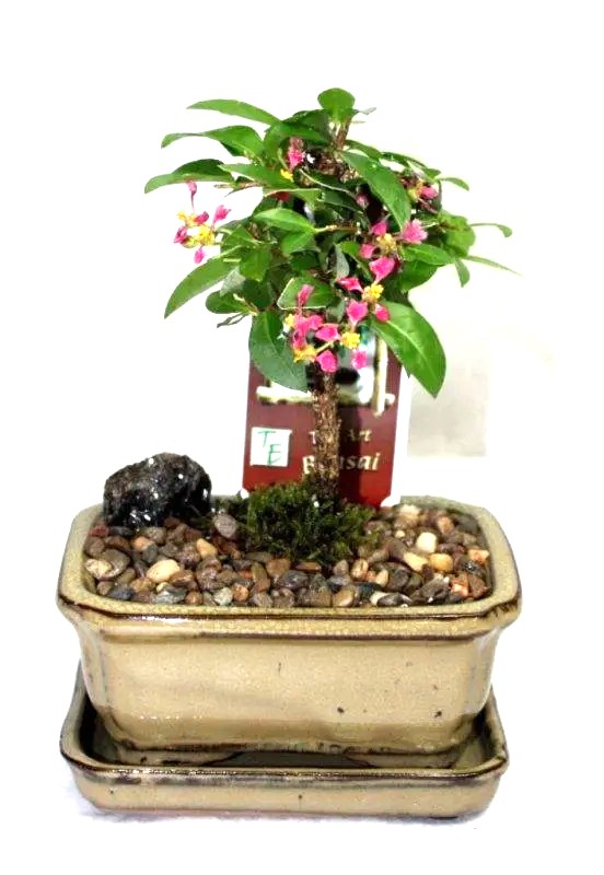 Bonsai Barbados Cherry – Image 6