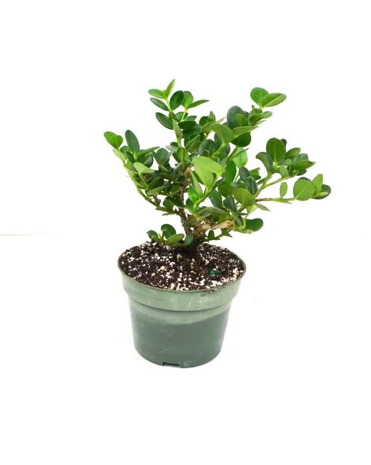 Bonsai Carissa Natal Plum – 4" Grower Pot