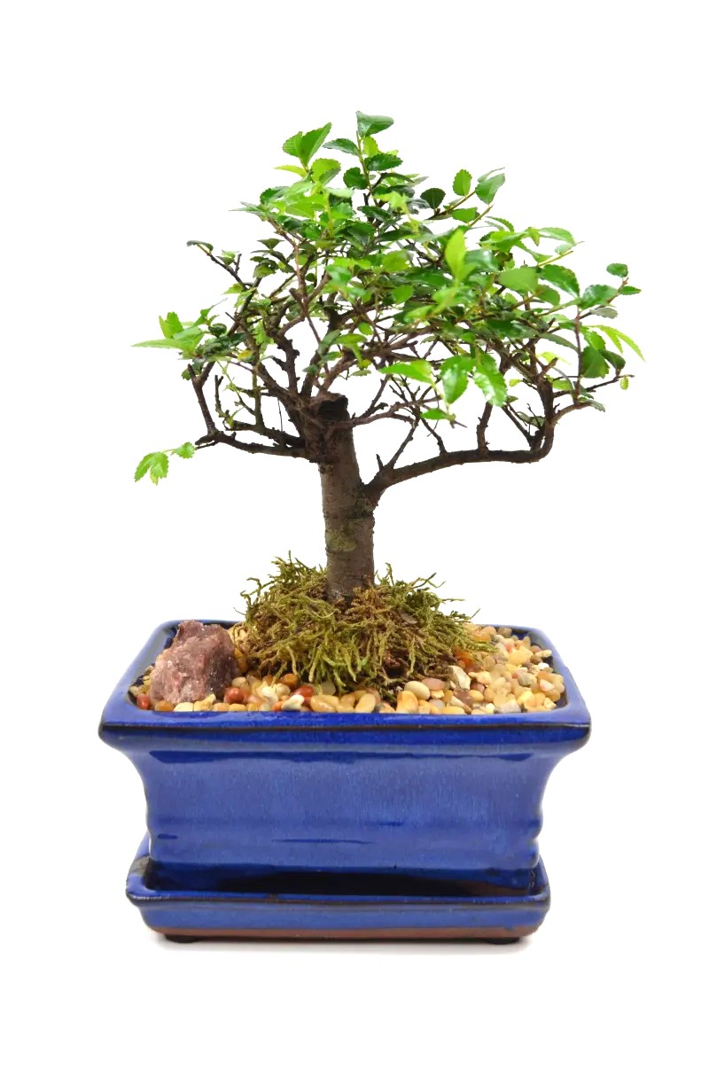 Bonsai Chinese Elm – 7" Straight Trunk Bonsai