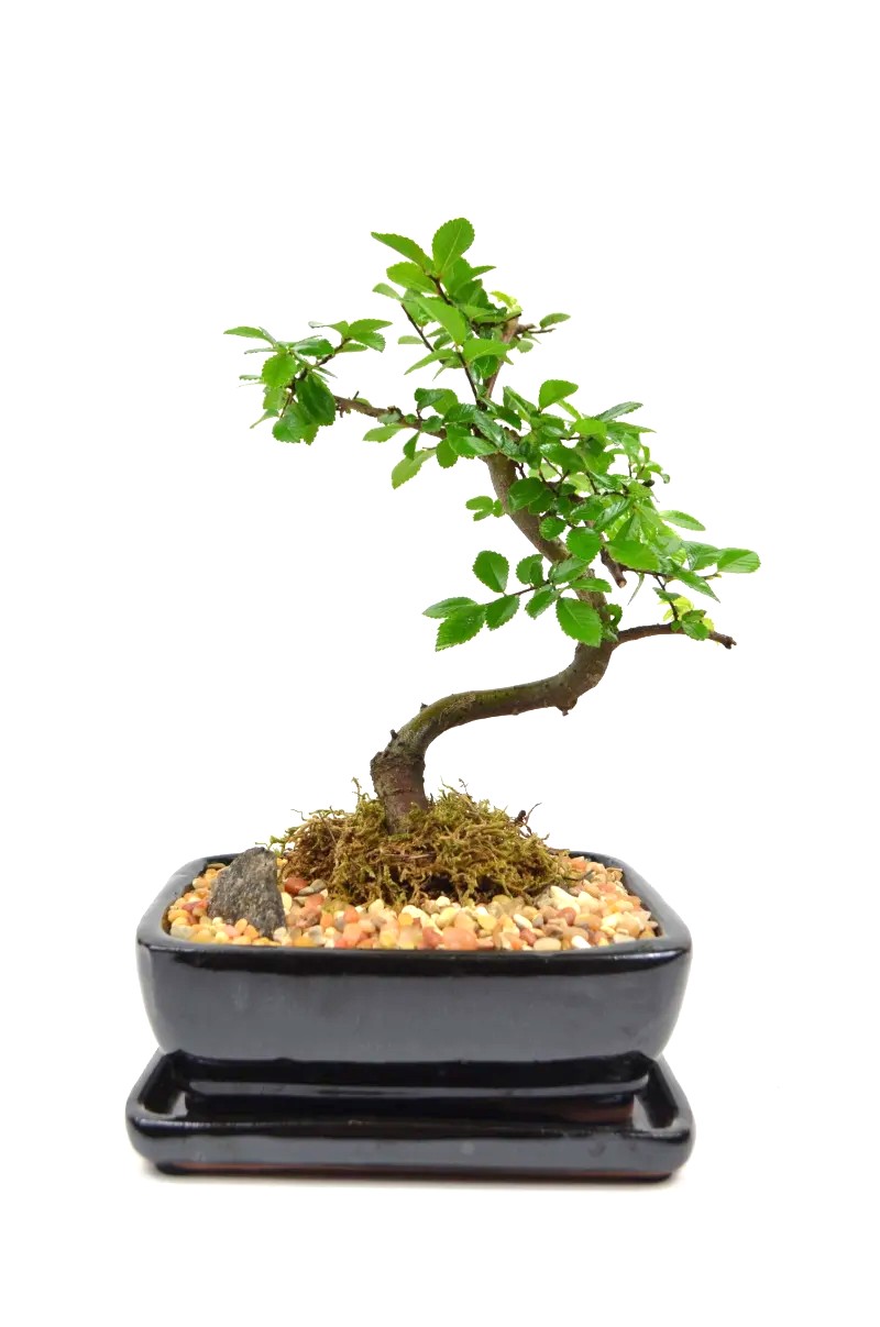 Bonsai Chinese Elm – 7" Styled