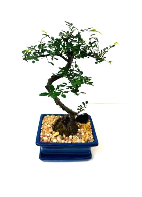 Bonsai Chinese Elm – 10" Styled