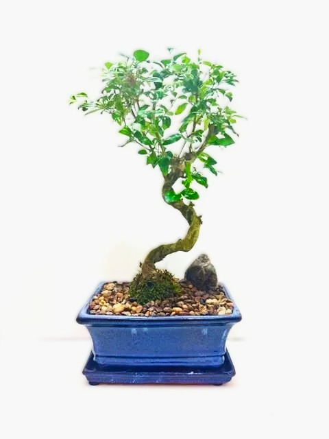 Bonsai Chinese Privet – 7" Styled
