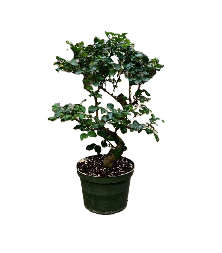 Bonsai Chinese Privet – 6" Grower Pot