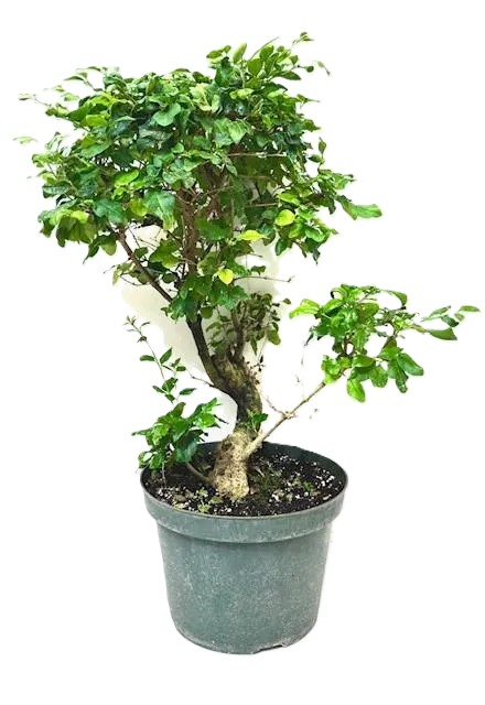 Bonsai Chinese Privet – 8" Grower Pot