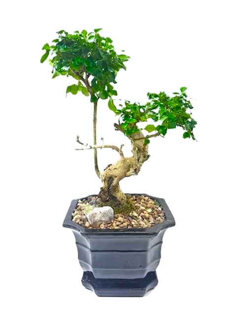 Bonsai Chinese Privet – 8" Styled