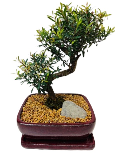 Bonsai Eugenia Boxifolia – 8"