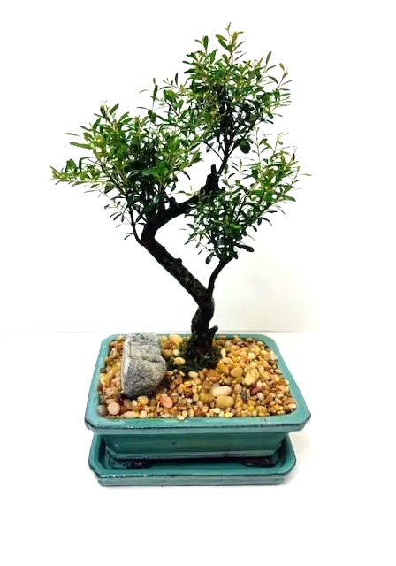 Bonsai Eugenia Boxifolia – 7"