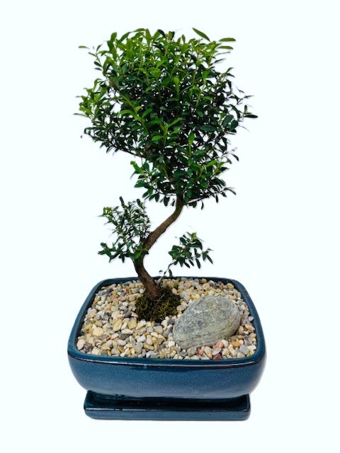 Bonsai Eugenia Boxifolia – Image 2