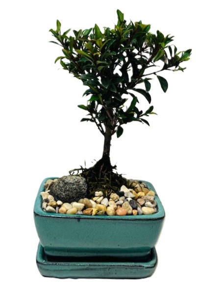 Bonsai Eugenia Brush Cherry – Image 5