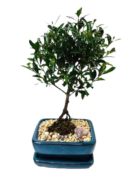 Bonsai Eugenia Brush Cherry – 4" Bonsai