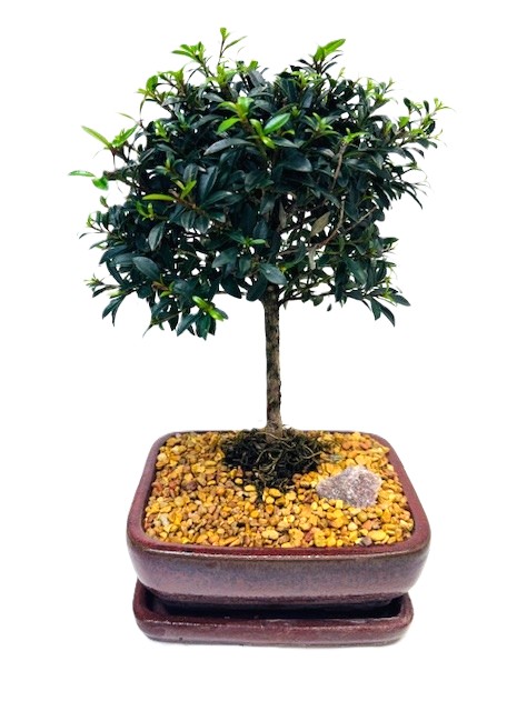 Bonsai Eugenia Brush Cherry – 5" Bonsai