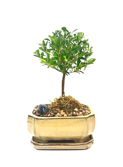 Bonsai Eugenia Brush Cherry – Image 4