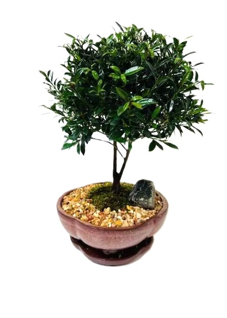 Bonsai Eugenia Brush Cherry – 8" Bonsai