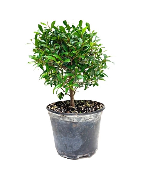 Bonsai Eugenia Brush Cherry – 6" Grower Pot