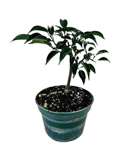 Bonsai Ficus Oriental – Grower Pot 6"