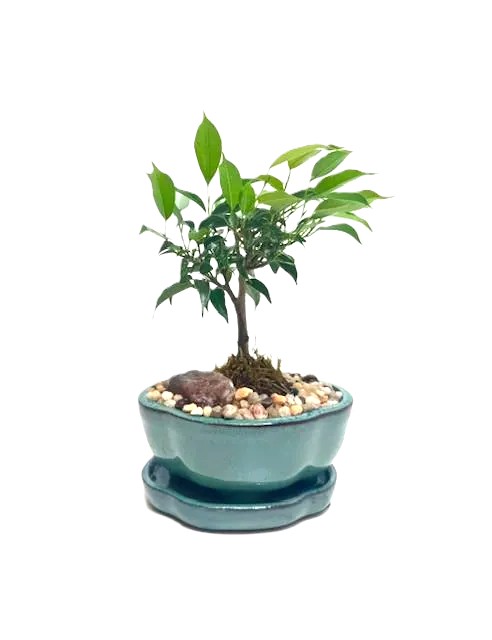 Bonsai Ficus Oriental – 5"