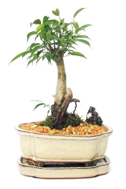Bonsai Ficus Oriental – 6"