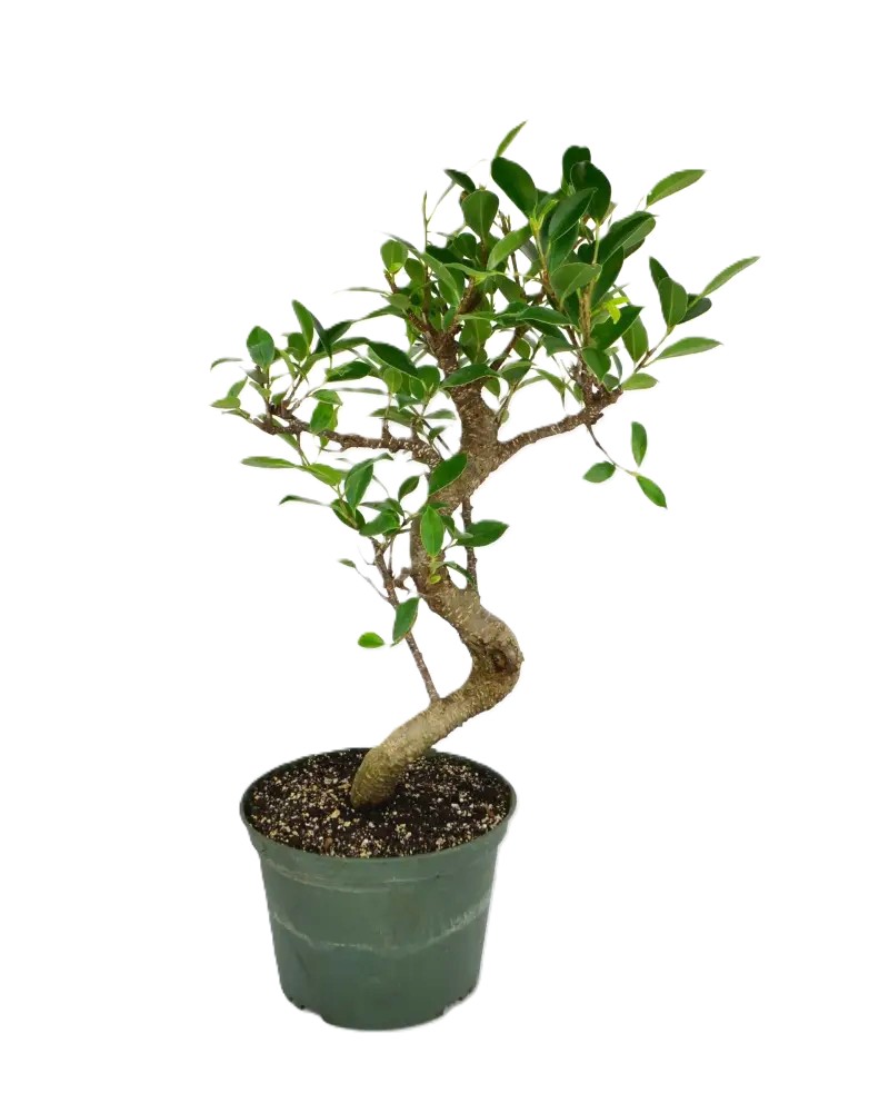 Bonsai Ficus Tiger Bark – Image 5