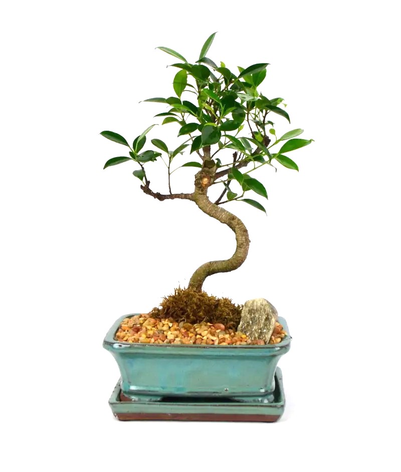 Bonsai Ficus Tiger Bark – 7" Styled