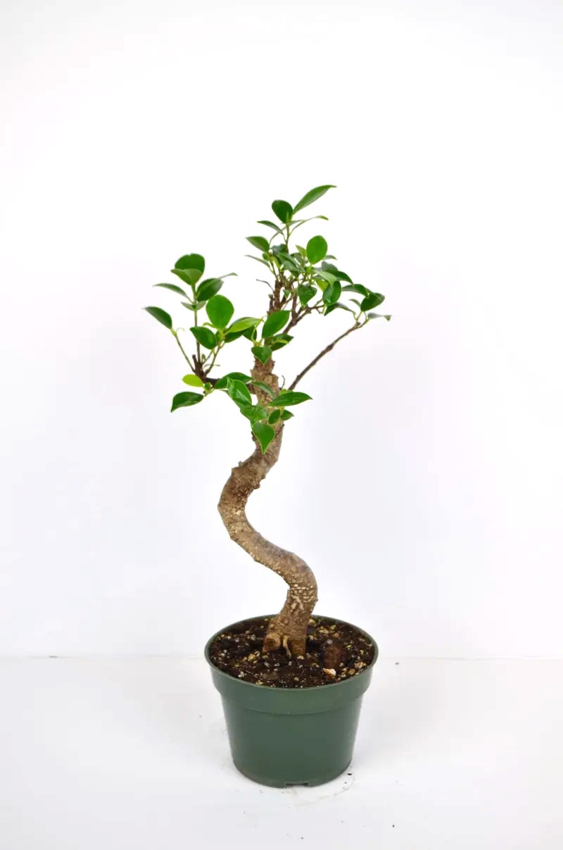 Bonsai Ficus Tiger Bark – Image 3