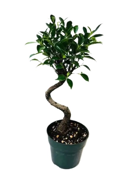 Bonsai Ficus Tiger Bark – 5" Styled Grower Pot