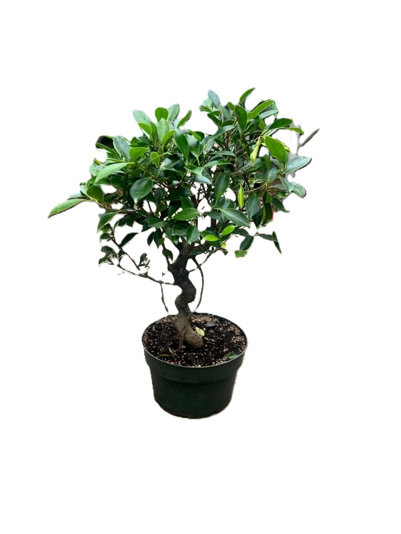 Bonsai Ficus Tiger Bark – 4" Upright Grower Pot