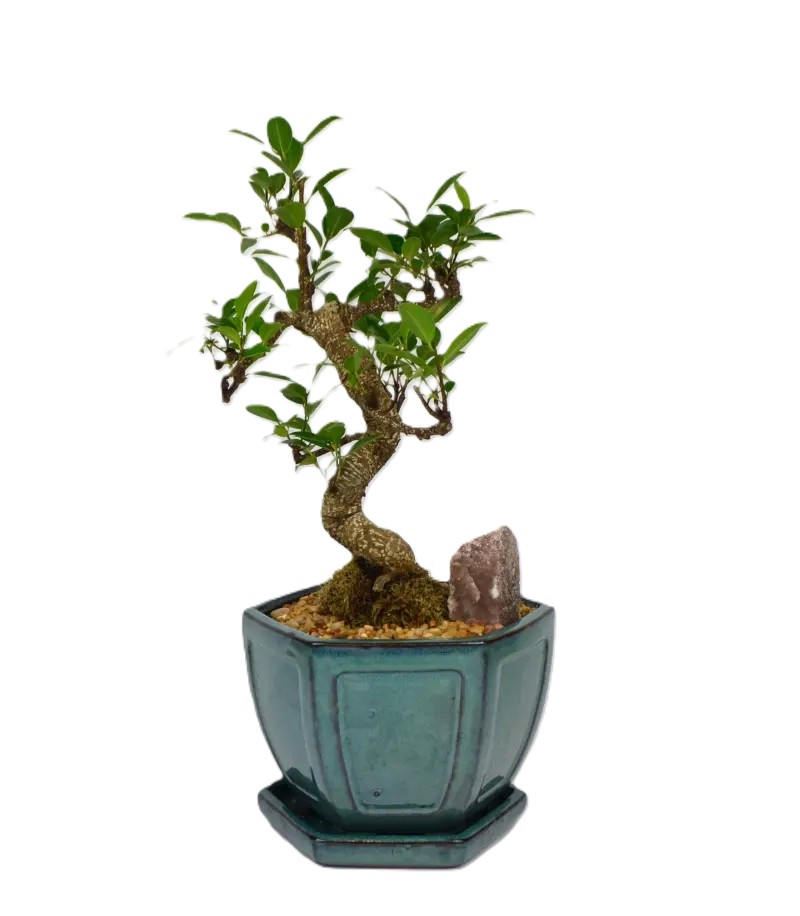 Bonsai Ficus Tiger Bark – 8" Cascade